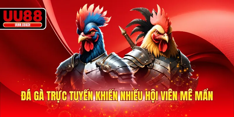 Đá gà trực tuyến khiến nhiều hội viên mê mẩn